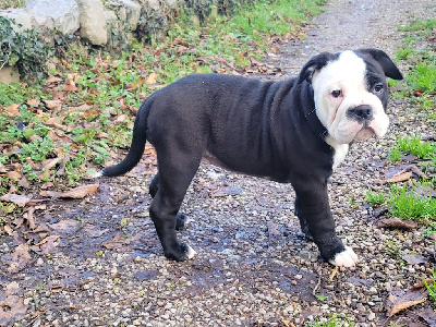 De La Croix De Saint Benoit - Bulldog continental - Portée née le 17/09/2023