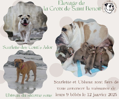 De La Croix De Saint Benoit - Bulldog continental - Portée née le 12/01/2025