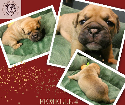 Femelle 4