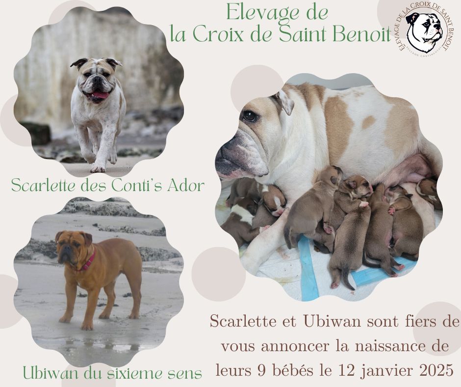 chiot Bulldog continental De La Croix De Saint Benoit