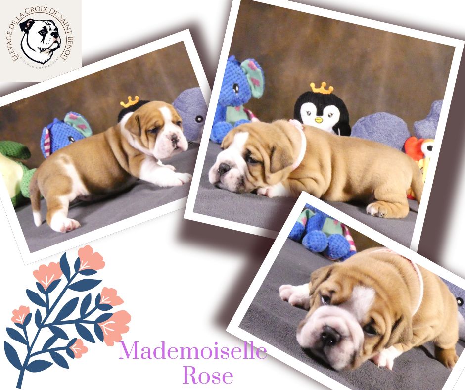De La Croix De Saint Benoit - Chiots disponibles - Bulldog continental