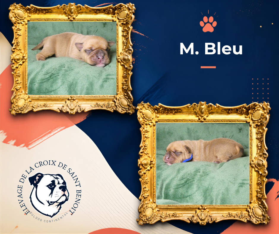 De La Croix De Saint Benoit - Chiots disponibles - Bulldog continental