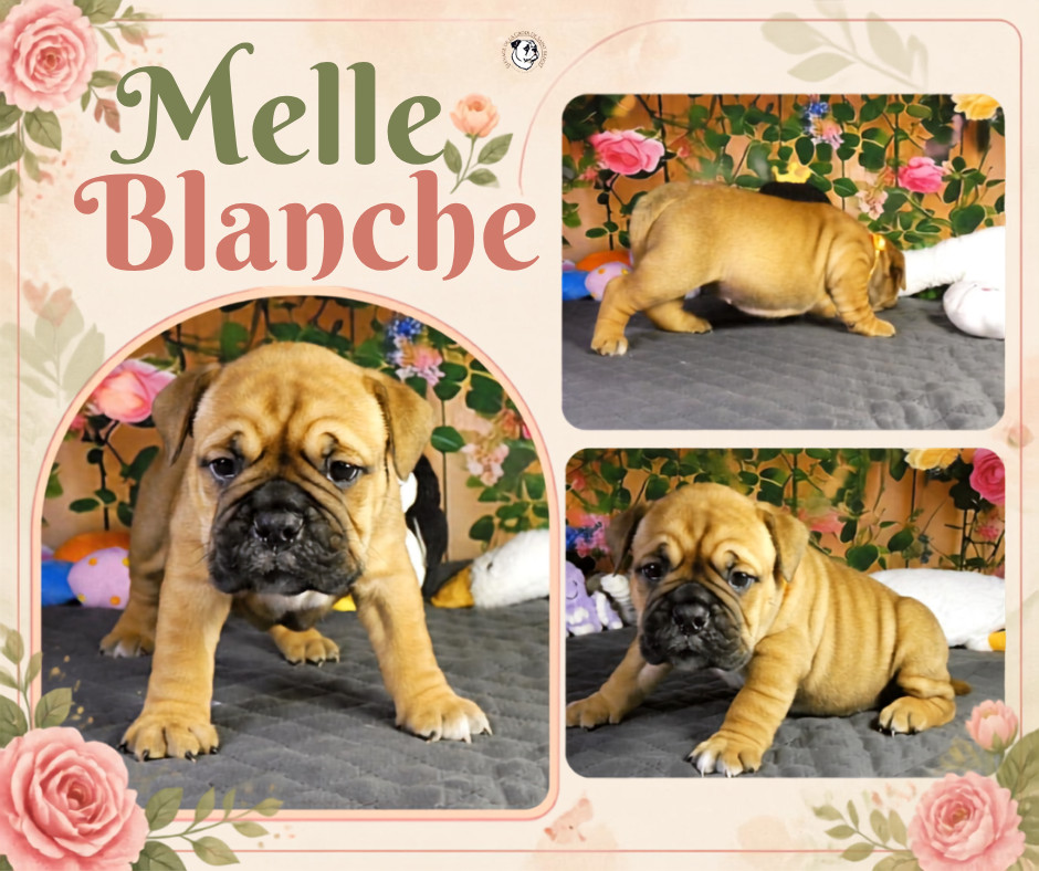 De La Croix De Saint Benoit - Chiots disponibles - Bulldog continental