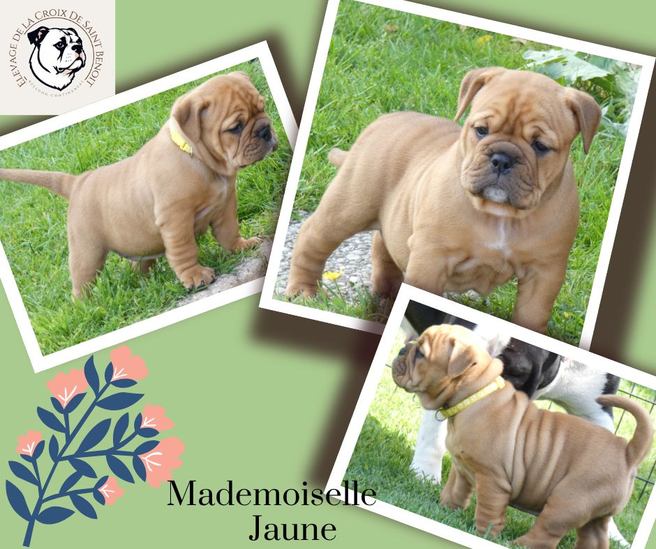 De La Croix De Saint Benoit - Chiots disponibles - Bulldog continental