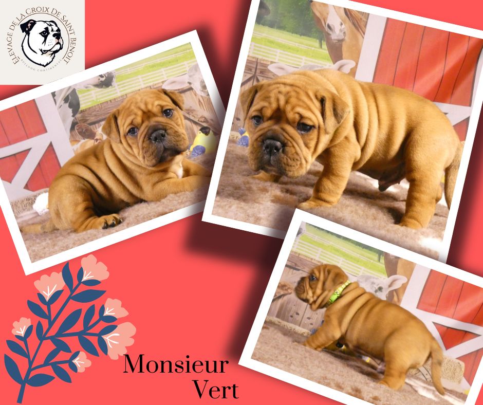 De La Croix De Saint Benoit - Chiots disponibles - Bulldog continental