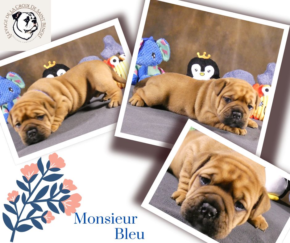 De La Croix De Saint Benoit - Chiots disponibles - Bulldog continental