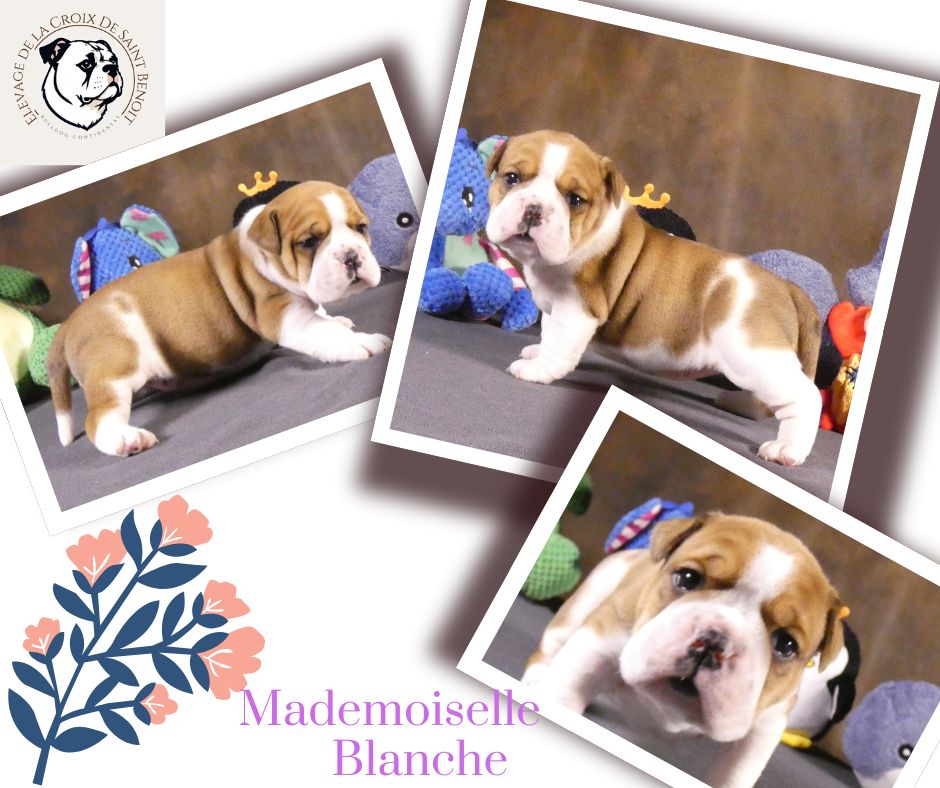 De La Croix De Saint Benoit - Chiots disponibles - Bulldog continental