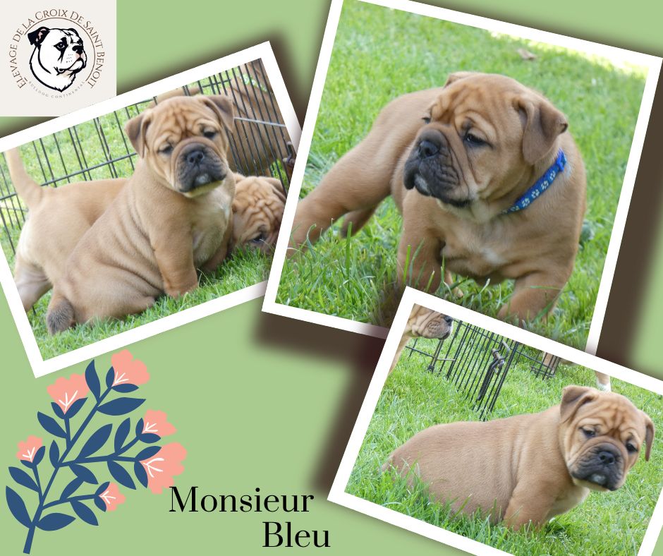 De La Croix De Saint Benoit - Chiots disponibles - Bulldog continental