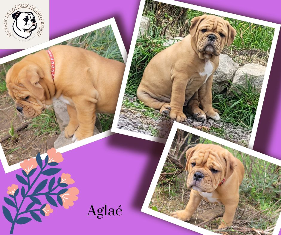 De La Croix De Saint Benoit - Chiots disponibles - Bulldog continental