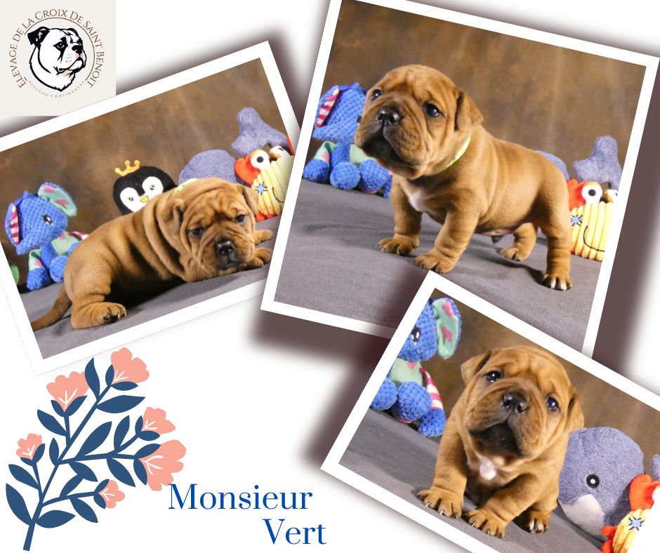 De La Croix De Saint Benoit - Chiots disponibles - Bulldog continental