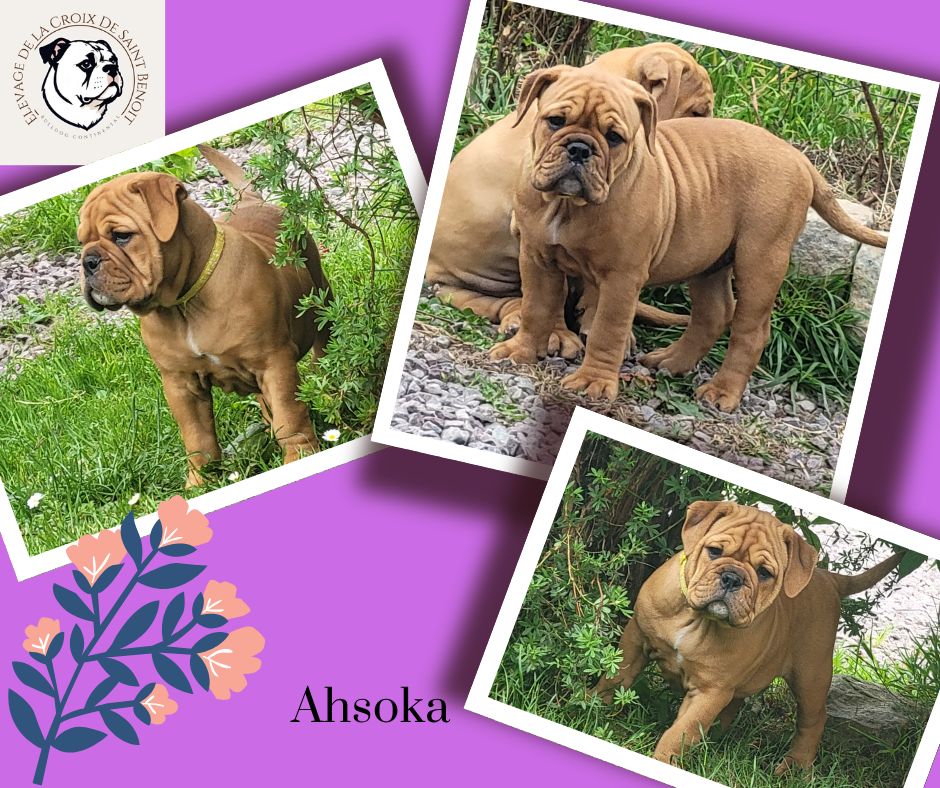 De La Croix De Saint Benoit - Chiots disponibles - Bulldog continental