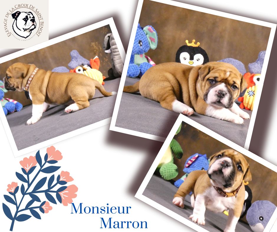 De La Croix De Saint Benoit - Chiots disponibles - Bulldog continental