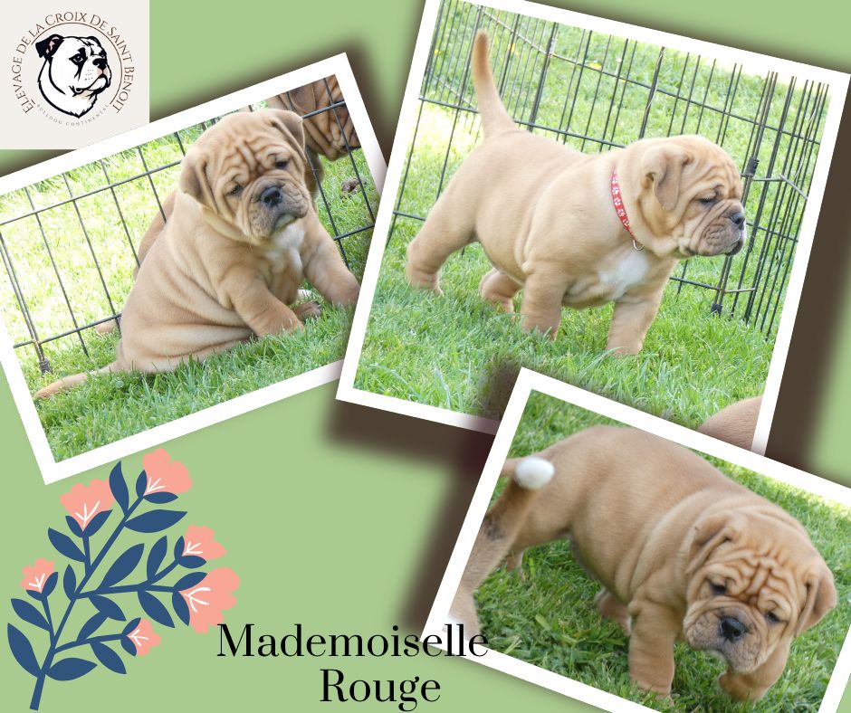De La Croix De Saint Benoit - Chiots disponibles - Bulldog continental
