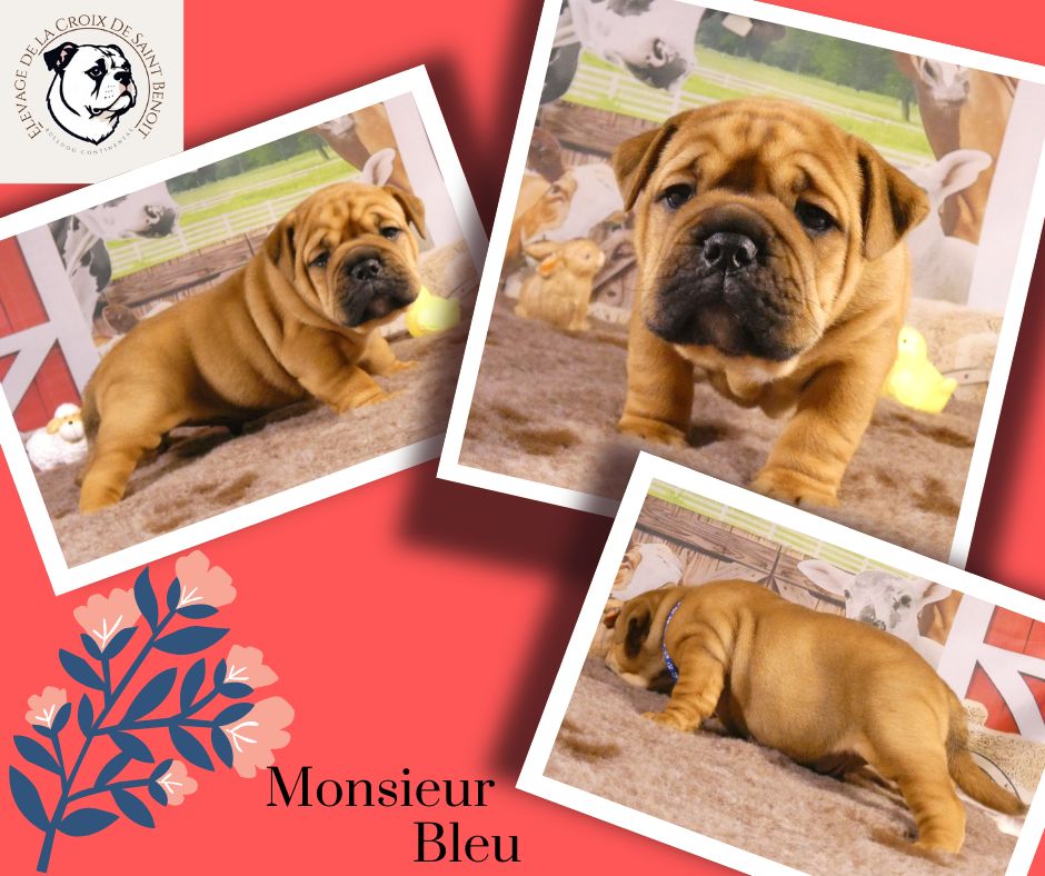 De La Croix De Saint Benoit - Chiots disponibles - Bulldog continental