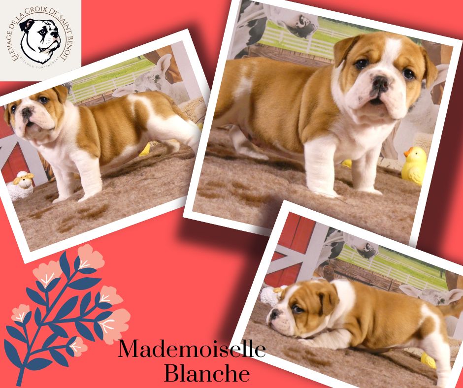 De La Croix De Saint Benoit - Chiots disponibles - Bulldog continental