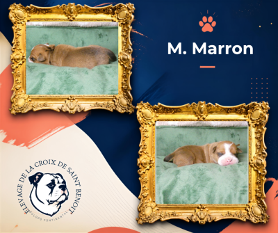 M. Marron