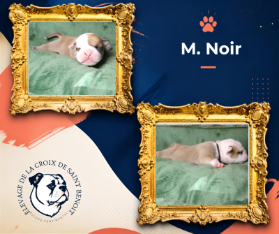 M. Noir