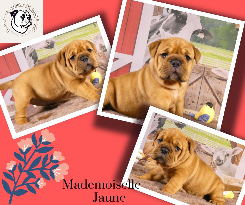 De La Croix De Saint Benoit - Chiots disponibles - Bulldog continental