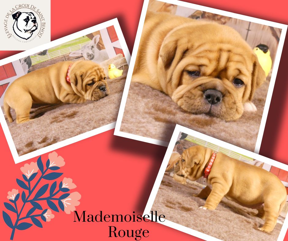 De La Croix De Saint Benoit - Chiots disponibles - Bulldog continental